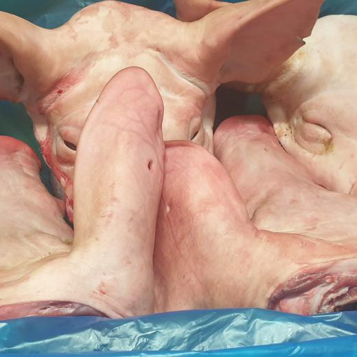 Pork head /Cabeza  de Cerdo img1