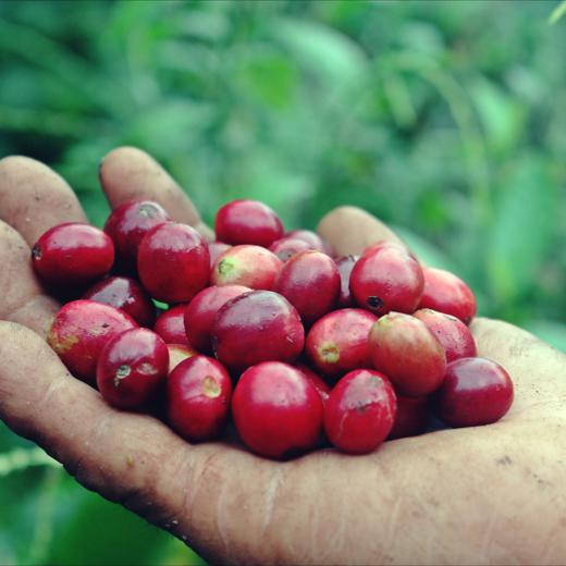 Cafe de Colombia 100% arabica de especialidad en grano / molido img3