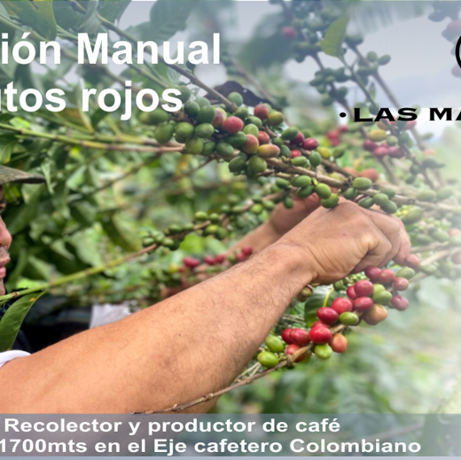 Cafe de Colombia 100% arabica de especialidad en grano / molido img2