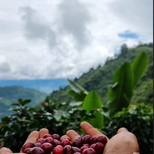 Cafe 100% tueste natural de especialidad de origen finca Colombia