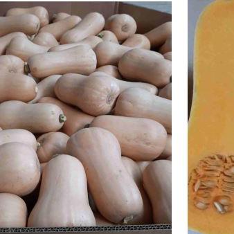 calabazas Butternut