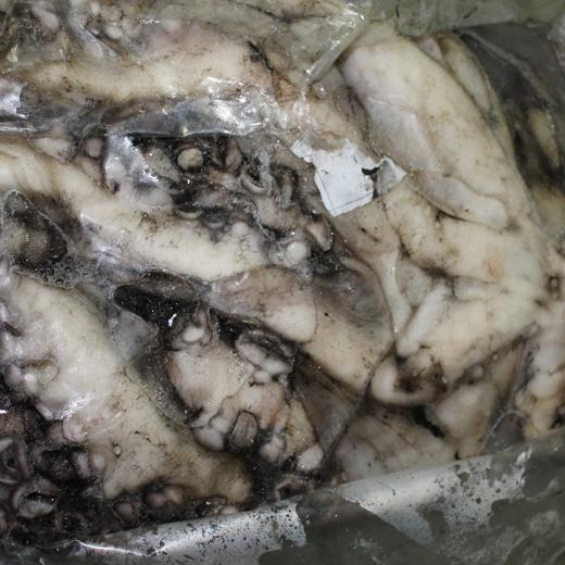 Pulpo T2 (Octopus Vulgaris) img1