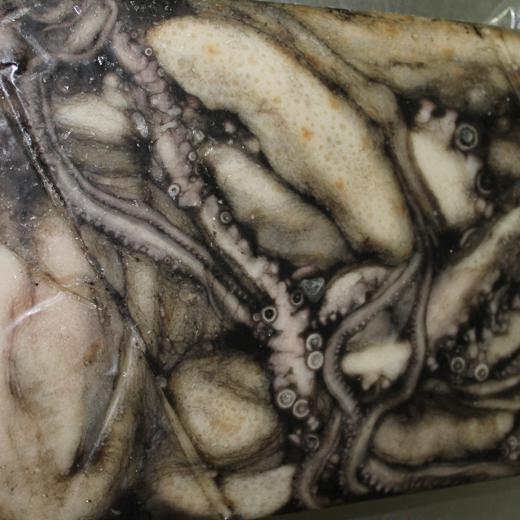 Pulpo T3 (Octopus Vulgaris)