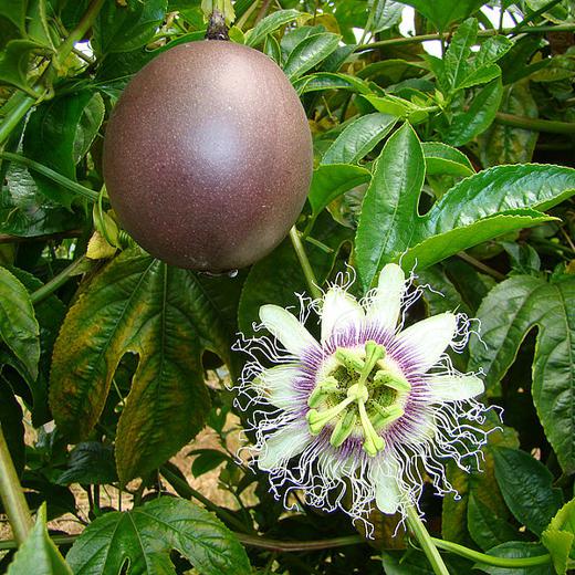 FRUTA DE LA PASION TIPO 1