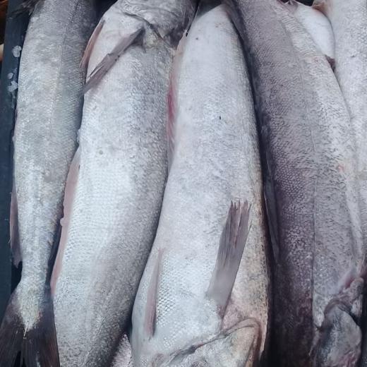 Merluza común filet (Merluccius hubbsi) img3