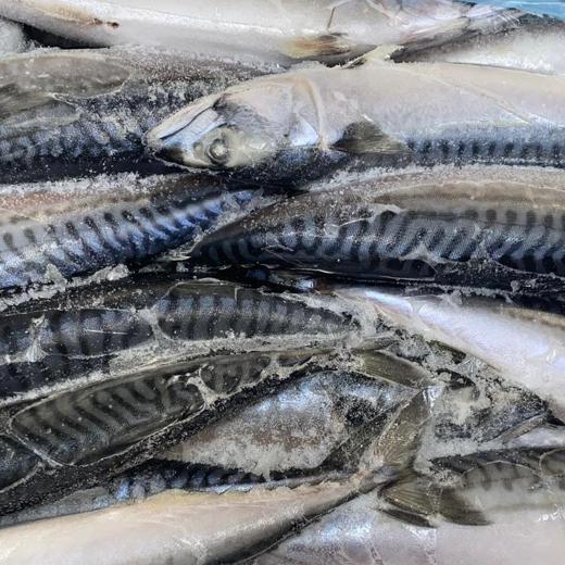 MACKEREL (SCOMBER SCOMBRUS)