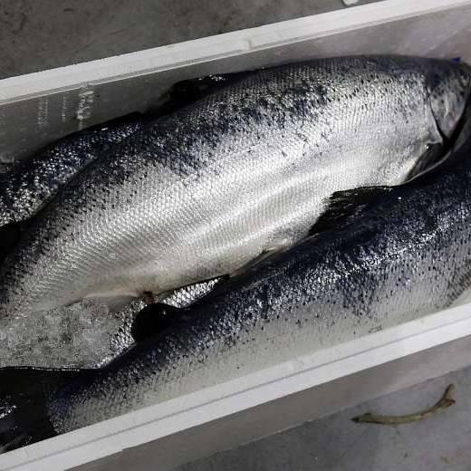 SALMON SCOTTISH  H/ON
