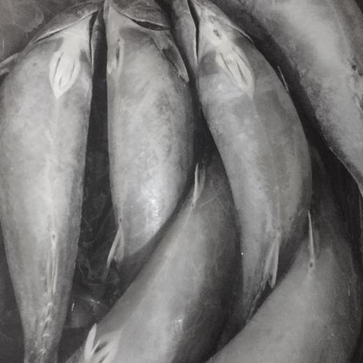 SARDA SARDA / ATUN BONITO img1