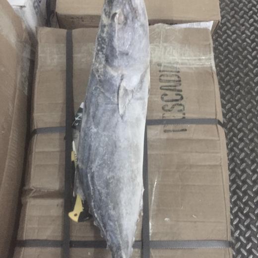 SARDA SARDA / ATUN BONITO img2
