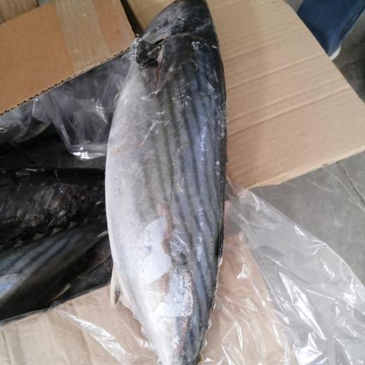Sarda Sarda / Bonito img5