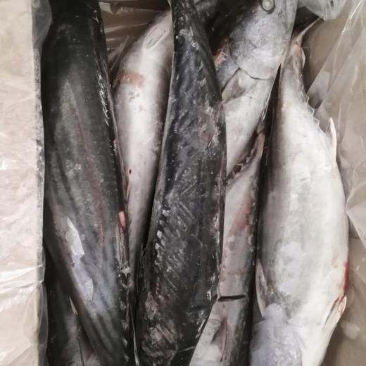 Sarda Sarda / Bonito img2