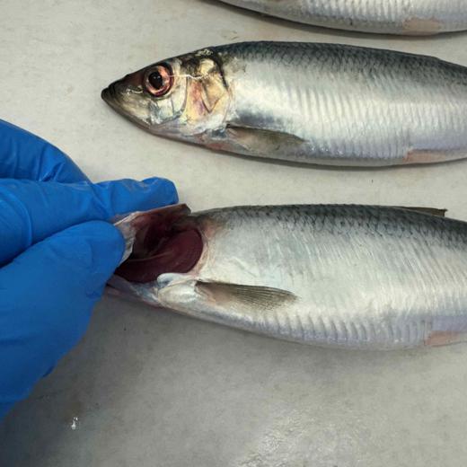Herring img1