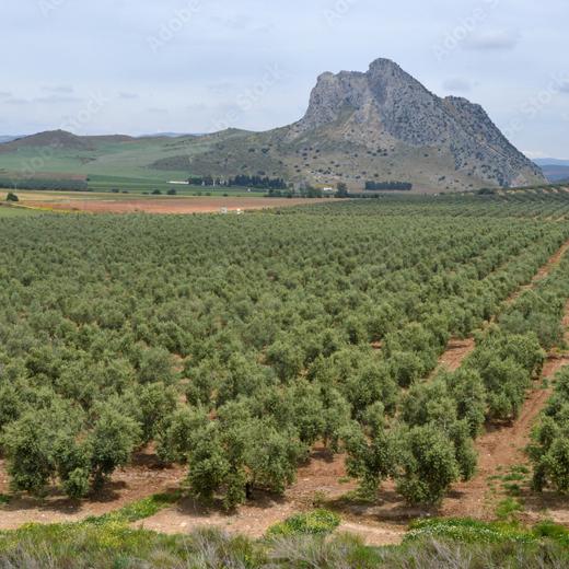 Extra Virgin Olive Oil from Spain, best prices img3