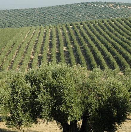 Olive Oil in Bulk for the best prices in Spain img1