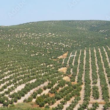 Olive Oil in Bulk for the best prices in Spain img2