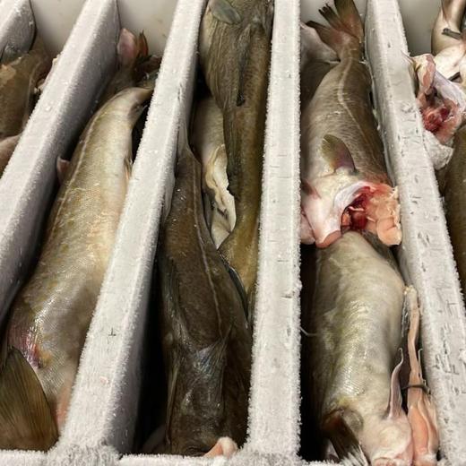 Cod (Gadus morhua) img4