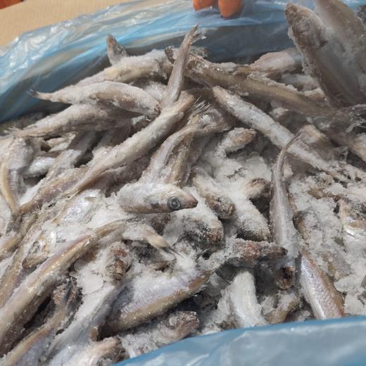 ⁠BACALADILLA LIRIO ENTERO