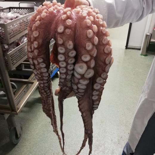 PULPO T1 Calidad Japón. img1