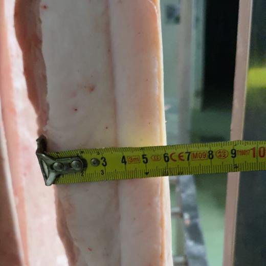 TOCINO DE CERDO IBERICO