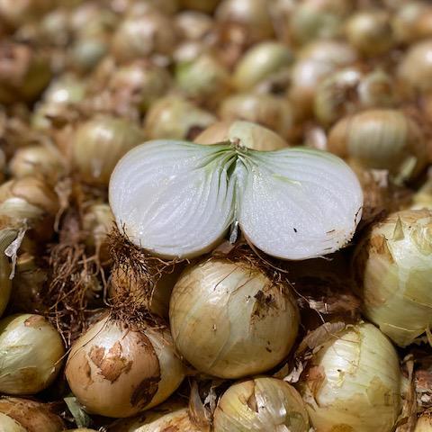 Cebolla Amarilla Nueva