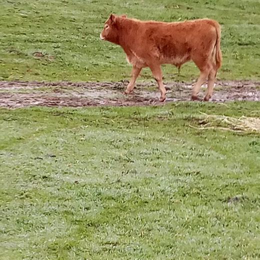 terneros pasteros cruzados