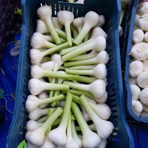 Fresh Garlic ( white / purple )