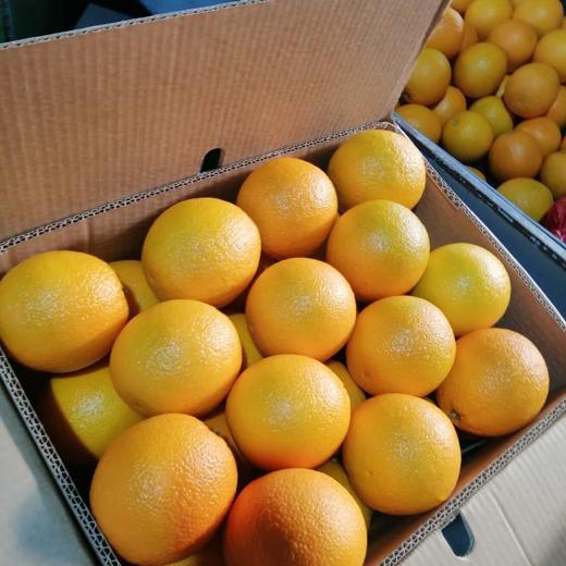 Fresh Oranges