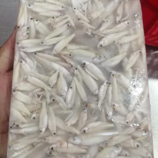 Frozen keski whole round (River anchovy) img5