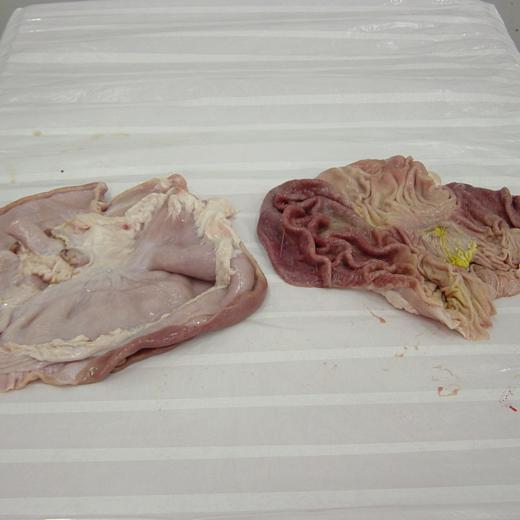 Pork stomach. Butterfly cut.