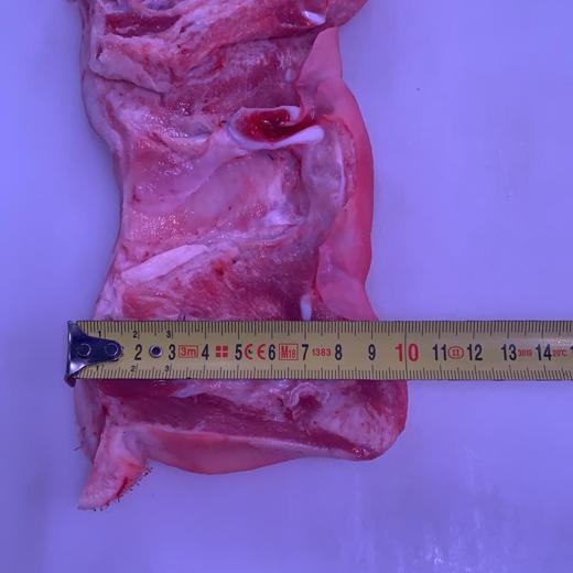 FROZEN PORK SNOUTS img3