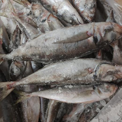 Horse mackerel "Trachurus trachurus " img1