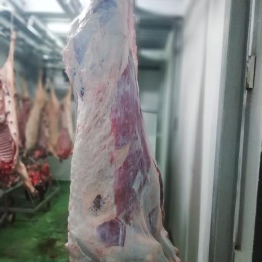 Beef Carcass