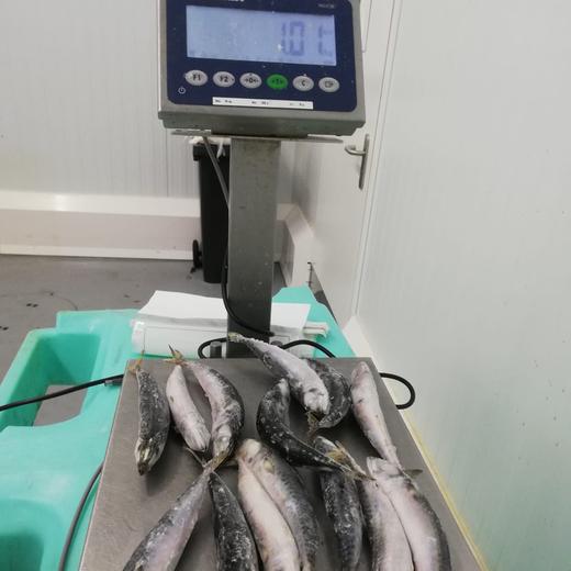 SARDINA PILCHARD IQF 8/12 PPK img6