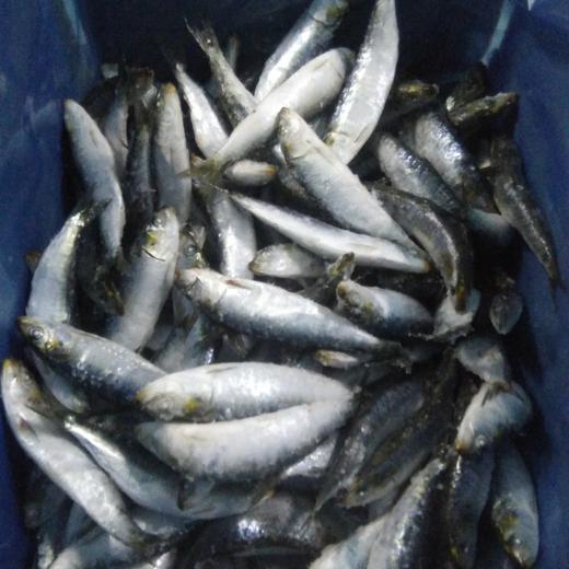 SARDINA PILCHARD IQF 8/12 PPK img0