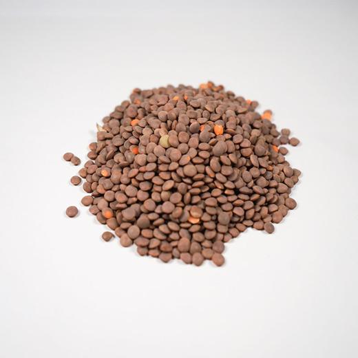 Brown Lentil img0