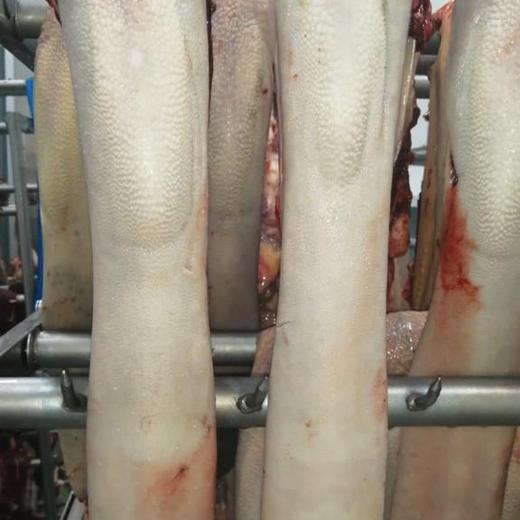 Lengua de bovino / Bovine tongue img3