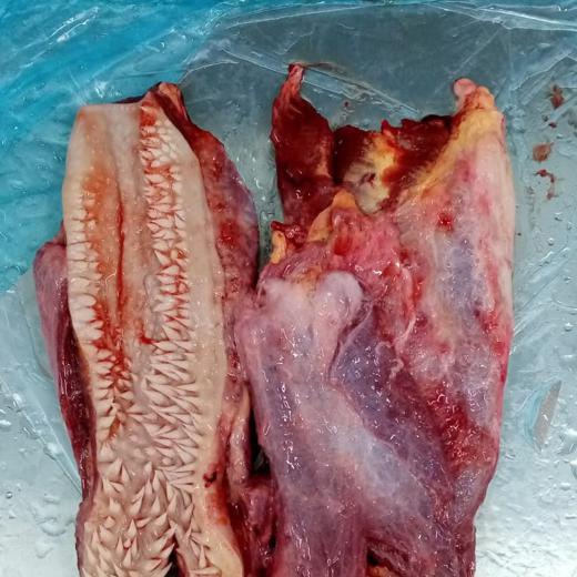 LABIOS DE BOVINO