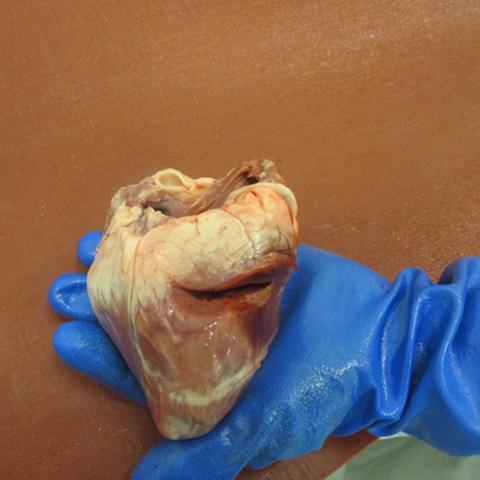 FROZEN PORK WHOLE HEARTS ¡¡*PRC APPROVED!1*