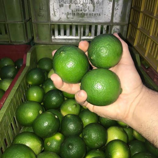 LIMON TAHITI O LIMA PERSA img2