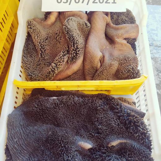 beef tripe green