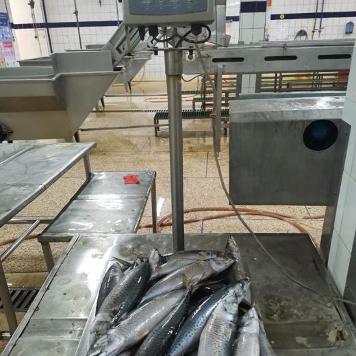 whole round mackerel (scomber colias) img2