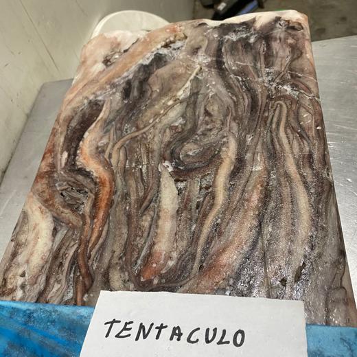 TENTACULO DE POTA