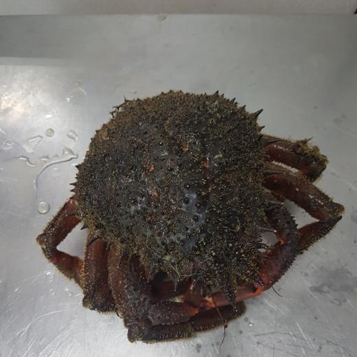 Mariscada 22 img1
