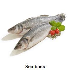 SEA BASS