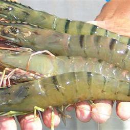 Black Tiger Prawns