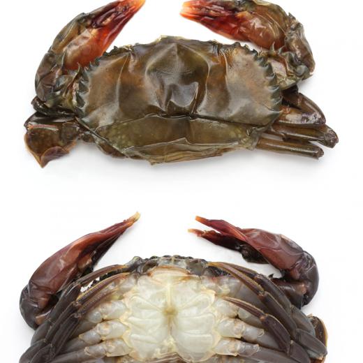 Soft Shell Crabs