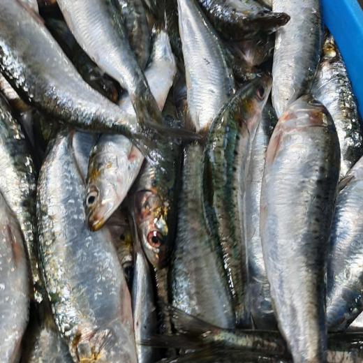 SARDINAS CONGELADAS DE MARRUECOS img2