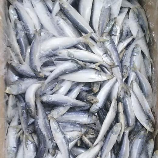 SARDINAS CONGELADAS DE MARRUECOS