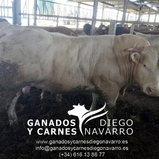 Terneros raza charolais en vivo