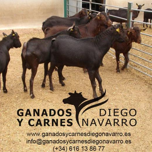 Caprinos en vivo para exportación. Razas: murciano-granadina img18